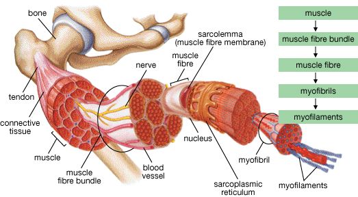 deep tissue massage near me groupon