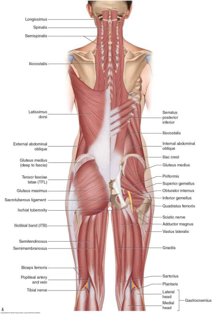 Surprising Causes Of Lower Back Pain Essential Feeling Gidea Park Essex