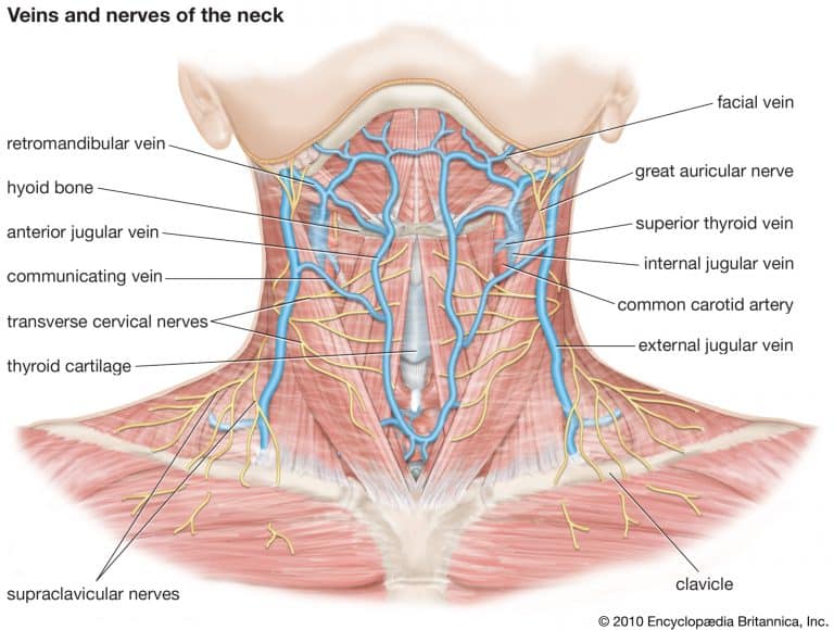 Benefits of a neck massage - Essential Feeling Romford, Essex